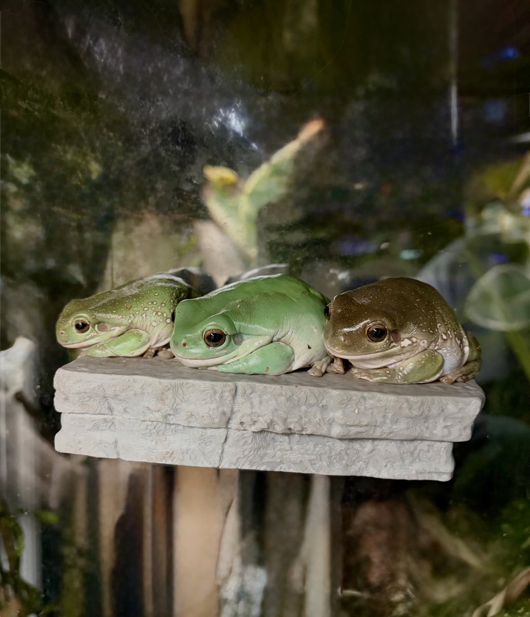 Three White's Tree Frogs named Mango, Kiwi, and Fig