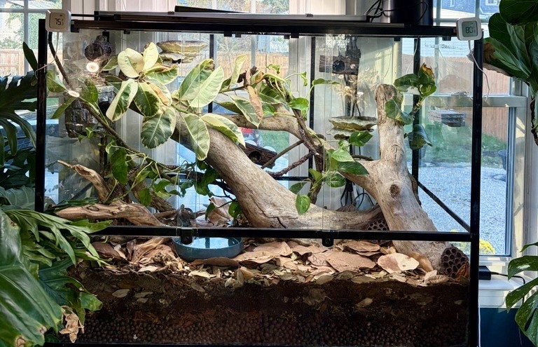 Example White's Tree Frog bioactive enclosure setup